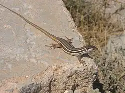 Psammodrome d'Edwards