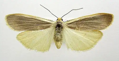 Eilema lurideola(Arctiinae, Lithosiini, Lithosiina)