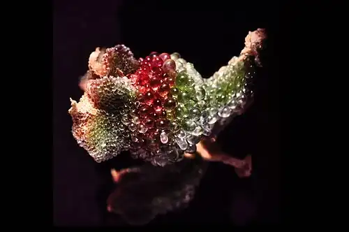 Renflement sur tige.