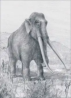 Le plus gros animal du site de Terra Amata, l'éléphant antique