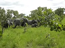 Troupeau d'éléphants