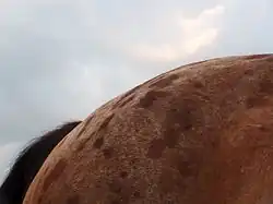 Gros plan sur une croupe à taches brunes visibles