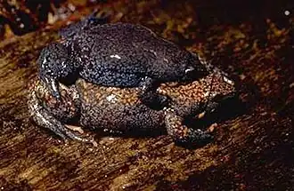 Description de l'image Elachistocleis erythrogaster.jpg.