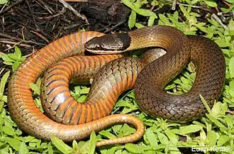 Description de l'image Elapognathuscoronatus-euankettle.jpg.