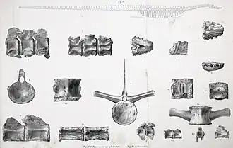 Gravures d'un squelette avec une longue queue inexacte et un cou court, et divers os.