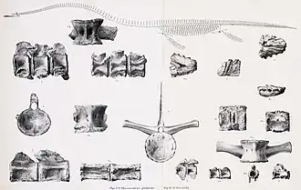 Gravures d'un squelette avec un long cou et divers os.