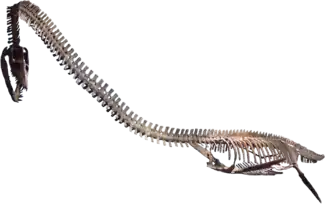 Photo d'un squelette monté sur fond transparent.