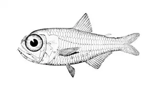 Description de l'image Electrona risso.jpg.