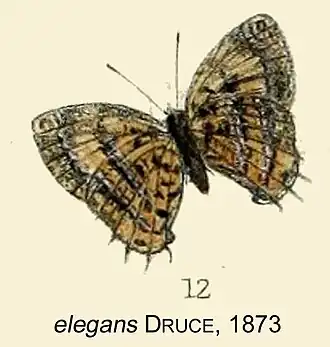 Catapaecilma elegans