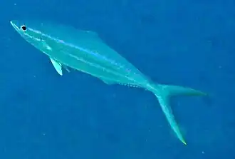 Un coureur arc-en-ciel (Elagatis bipinnulata)