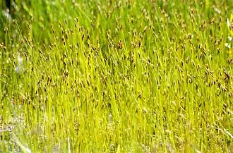 Description de l'image EleocharisUniglumis.jpg.