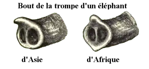 Forme du bout de la trompe de l'éléphant.
