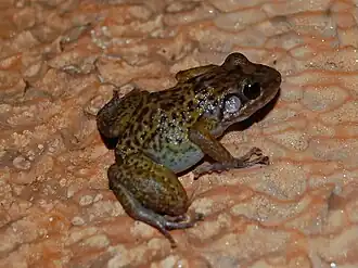 Description de l'image Eleutherodactylus alcoae.jpg.