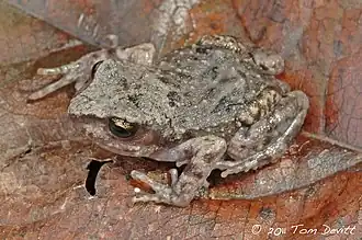 Description de l'image Eleutherodactylus grandis.jpg.