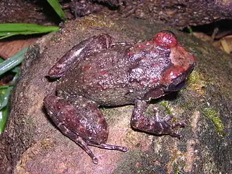 Description de l'image Eleutherodactylus turquinensis.jpg.