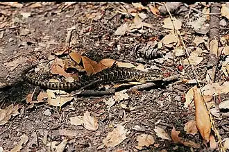 Description de l'image Elgaria coerulea coerulea01.jpg.