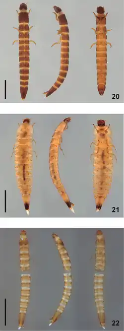 (20) Hintonelmis Spangler(21) Larva Y(22) Larva X