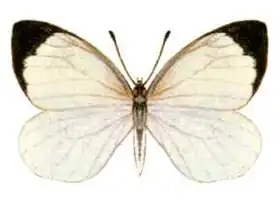 Description de l'image Elodina perdita (ento-csiro-au).jpg.