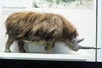 Rhinocéros laineux (Coelodonta antiquitatis).