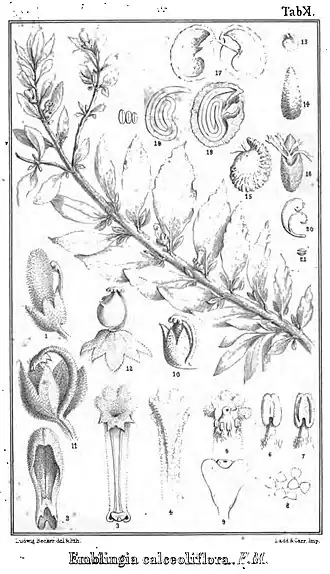 Description de l'image Emblingia calceoliflora.jpg.