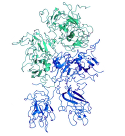 Image illustrative de l’article Emicizumab