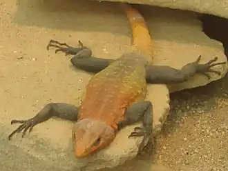 Description de l'image Emperorflatlizard.jpg.