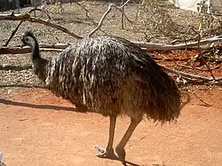 Photo d'un émeu.