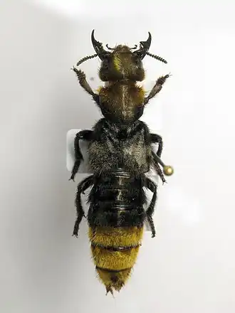 Description de cette image, également commentée ci-après