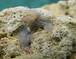 Enchiridium cf. periommatum