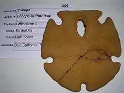 Fossile d’Encope californicus.