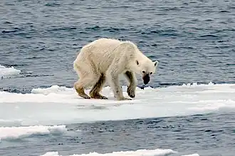 Photographie montrant un ours polaire maigre sur les restes d'une banquise en train de fondre.