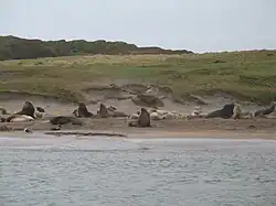 Lions de mer (Phocarctos hookeri), île d'Enderby dans le groupe des îles Auckland