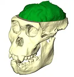 Modélisation 3D du cerveau de MH1, l'holotype d'Australopithecus sediba.