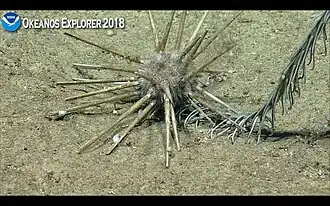 Prédation par un oursin cidaroïde.