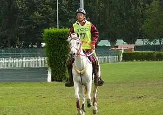 Shagya gris en France.