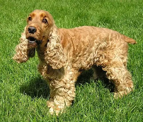 Cocker spaniel anglais.