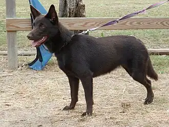 Un australian kelpie femelle.