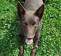 Femelle Kelpie Chocolat.