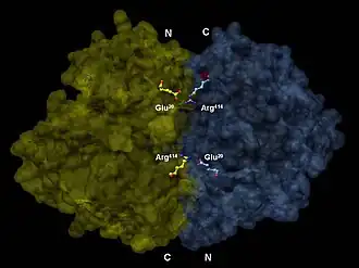 Structure 3D d'un dimère d'énolase en orientation antiparallèle. Le Glu20  N-terminal de l'un des dimères forme une liaison ionique avec le Arg414 C-terminal de l'autre pour stabiliser la strucutre quaternaire de l'enzyme.