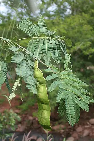Description de l'image Entada abyssinica MS 1790.JPG.