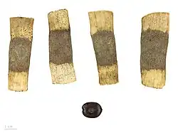 Entada polystachya var. polyphylla au Muséum de Toulouse.