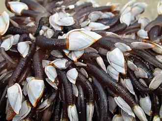 Maxillopode (Lepas anatifera).