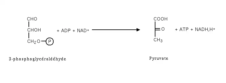 Production de 2 ATP