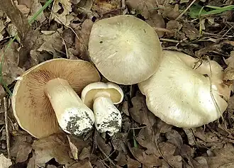 Description de cette image, également commentée ci-après