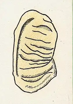 Pâte fraîche en forme d'oreille plissée dite crouis.