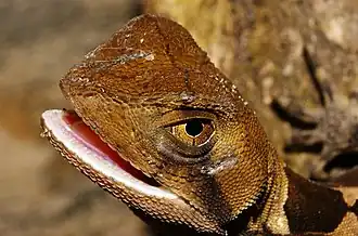 Description de l'image Enyalius leechii 250504600.jpeg.