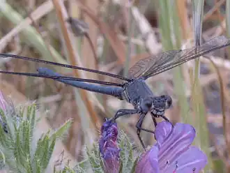 Epallage fatime mâle