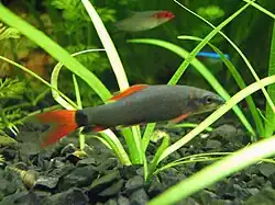 jeune d'environ 6/8 centimètres