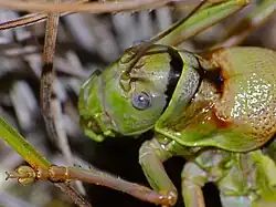 Détail de la tête.