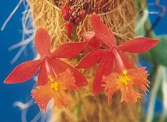 Description de l'image Epidendrum radicans.jpg.